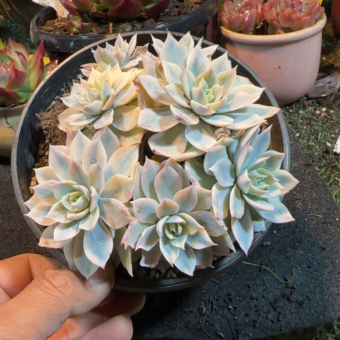 皮试锦一物一拍包装收缩花旱