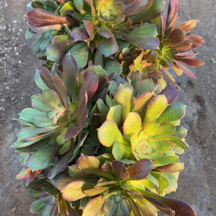 多肉植物91不售后