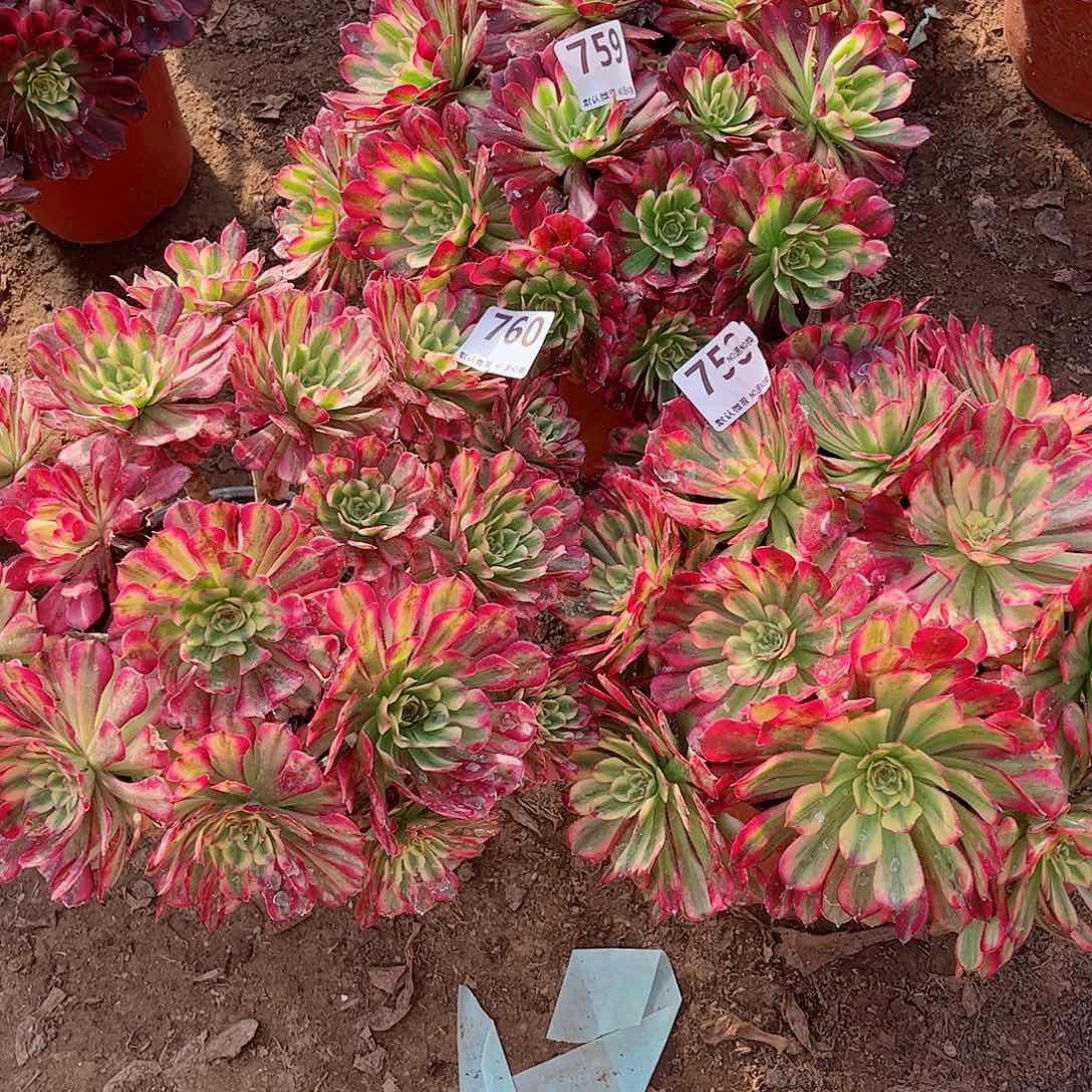 无花朵心**佛多肉植物组合760