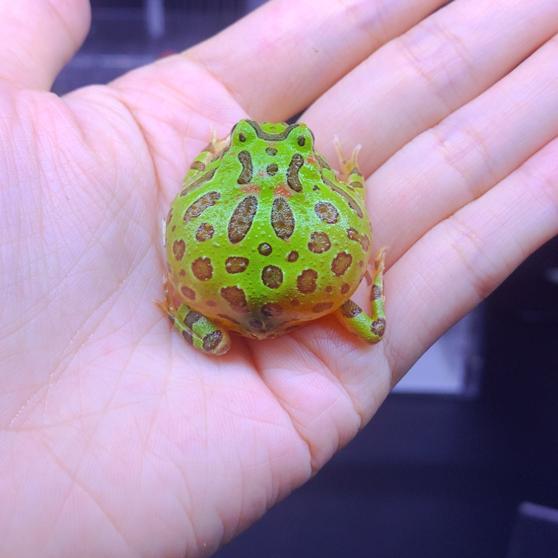 角蛙绿钟闪购角蛙专拍链接 