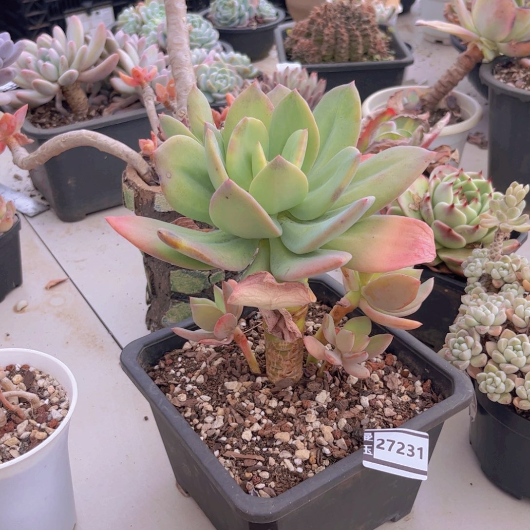 海洋之歌杂多肉植物27231