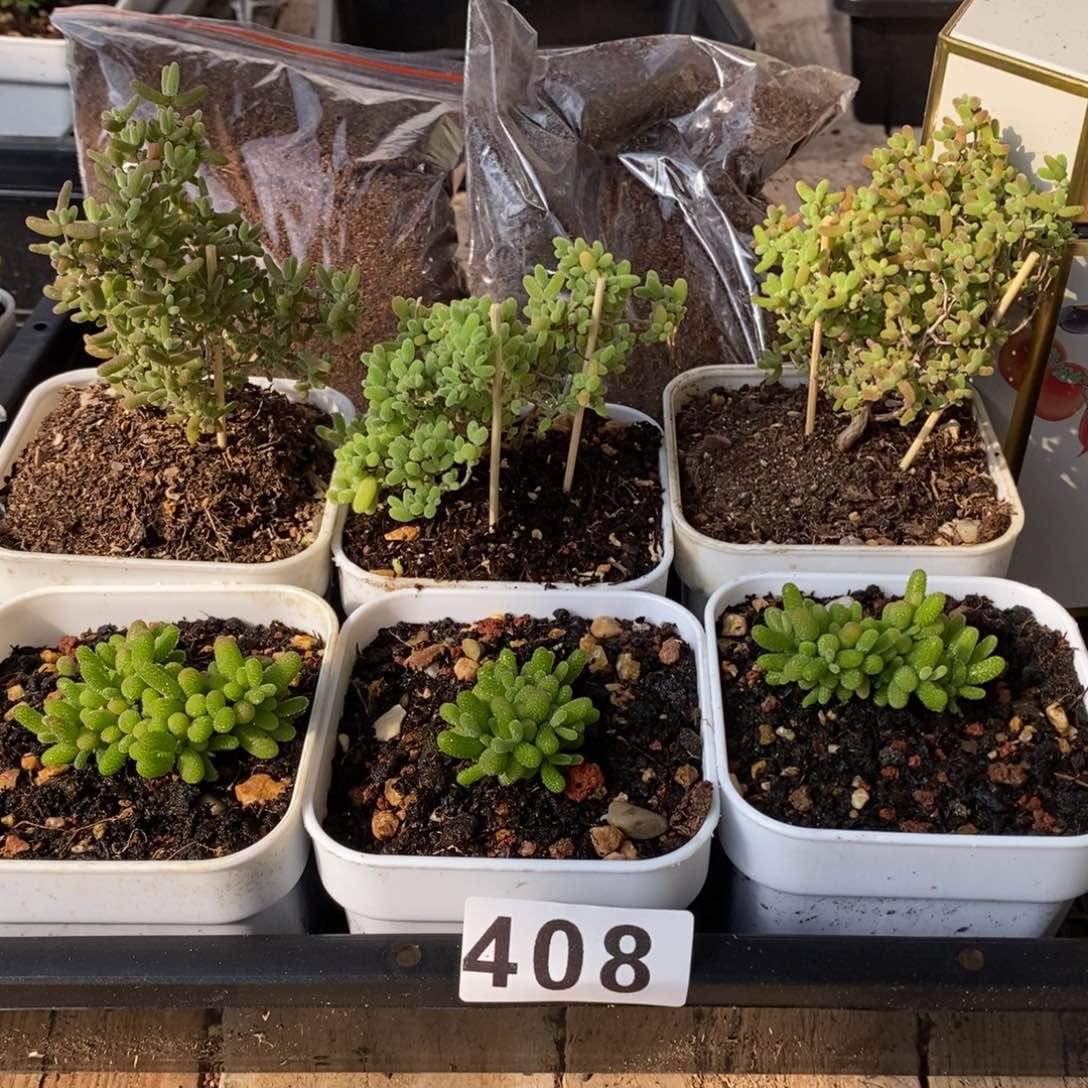 枝干番杏多肉植物408