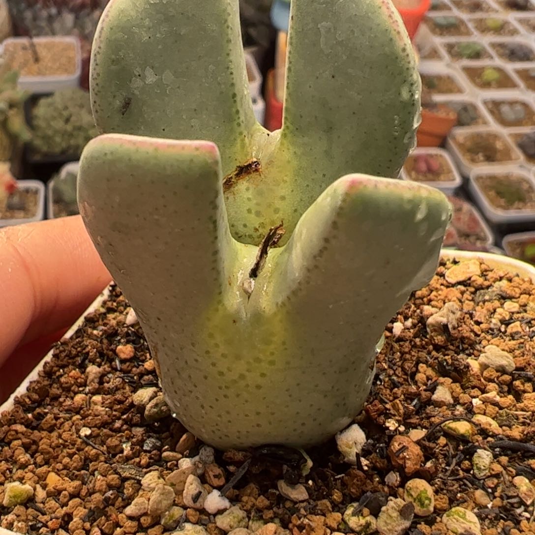 大巨将多肉植物百科