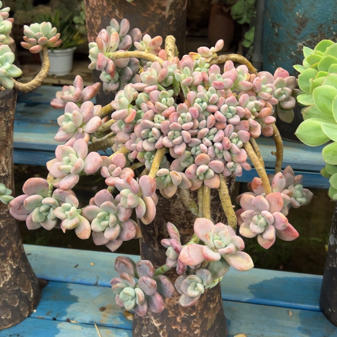 老桩洛神裸肉发货轻微掉枝