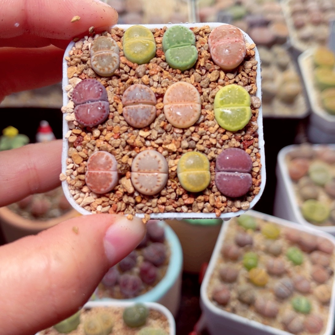 360号带盆盆包邮发货