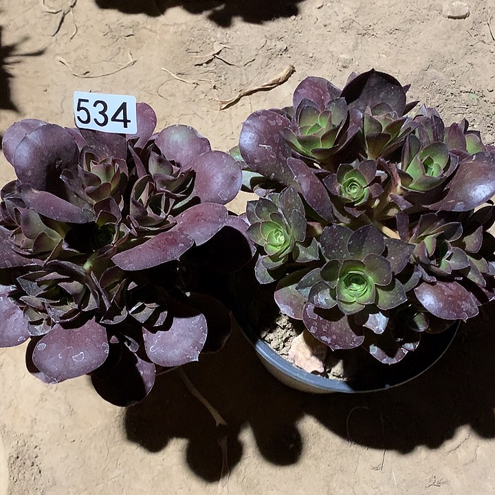 534两颗魅金玫瑰多肉植物1