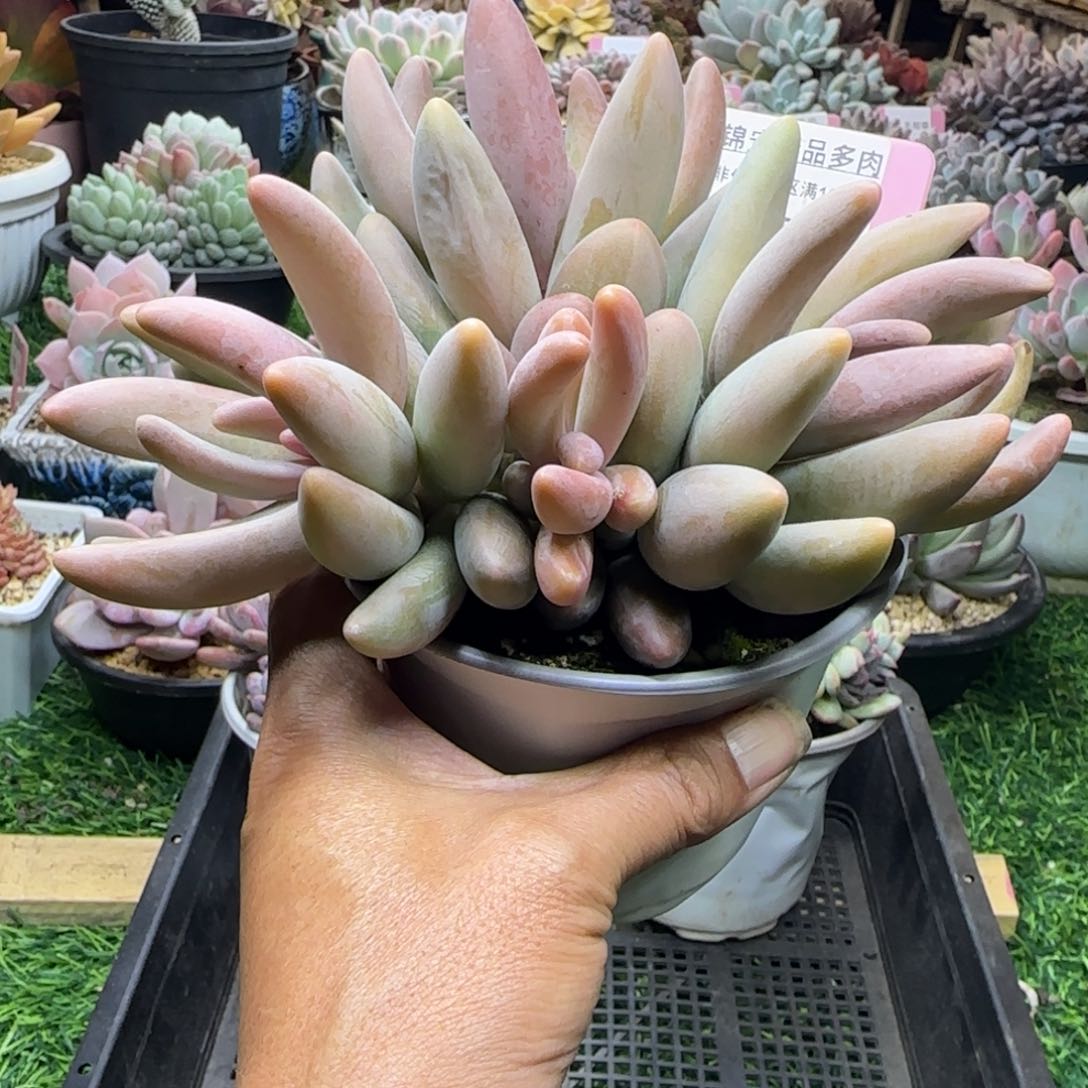 锦安精品多肉植物233