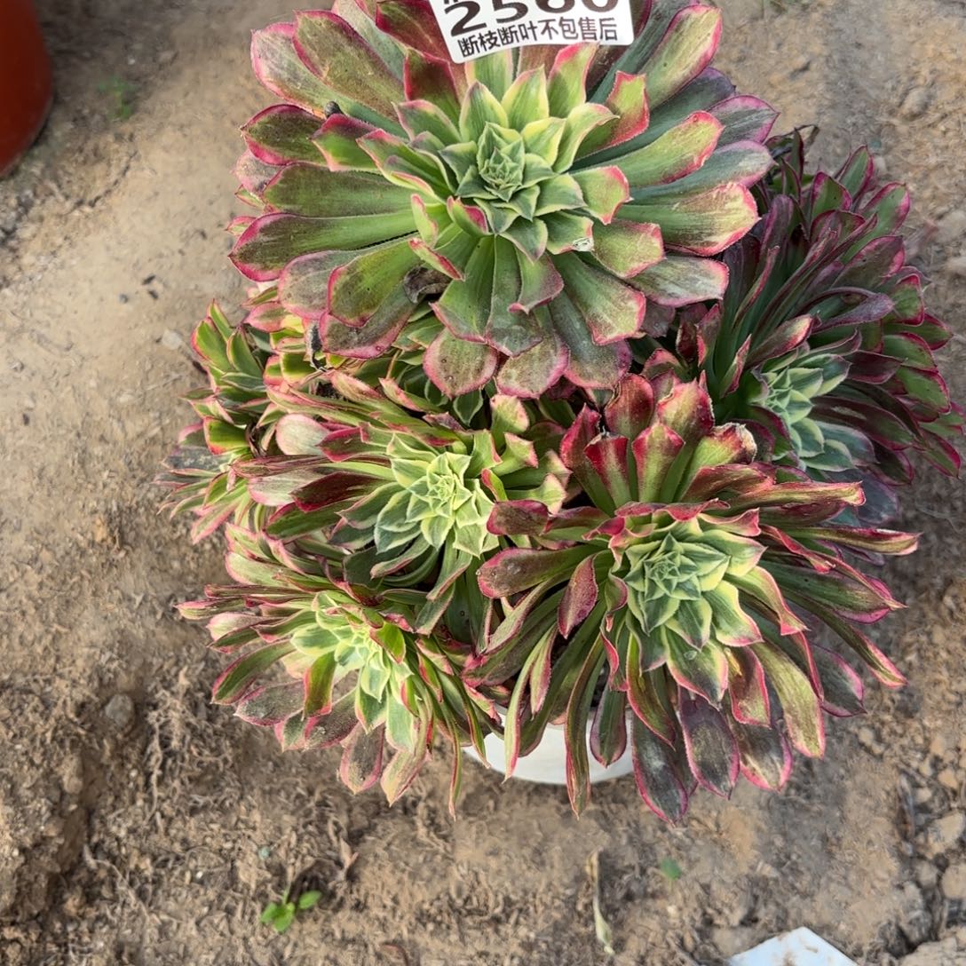 X. 2560天和多肉，abeno