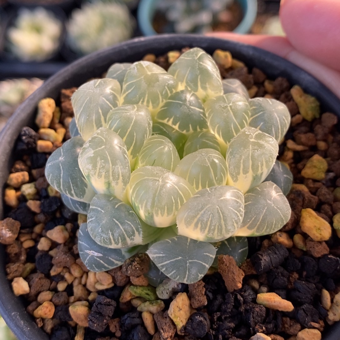 一颗糊斑湖水玉露锦 元旦福利