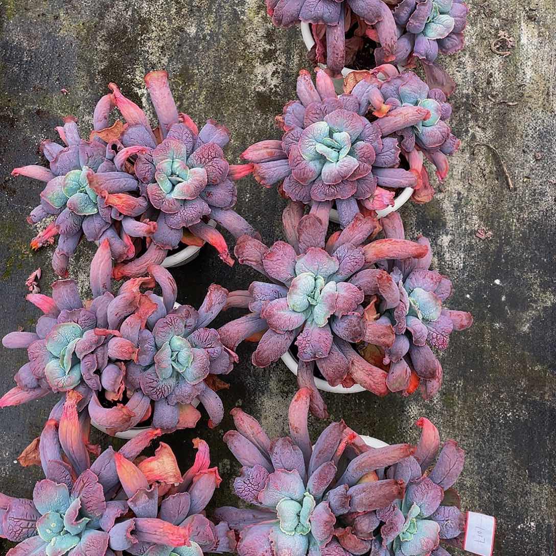 男爵多肉植物群1017