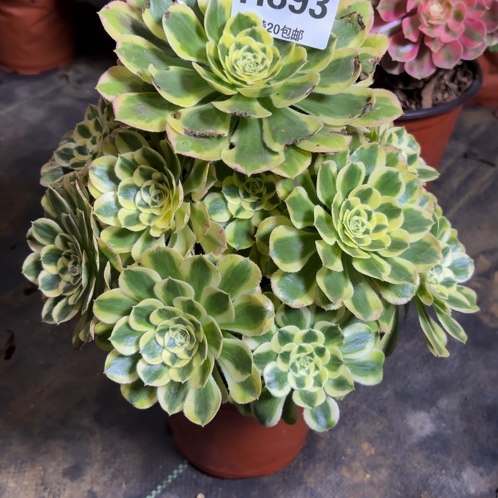 瑞妈，，。。。。893保时捷，