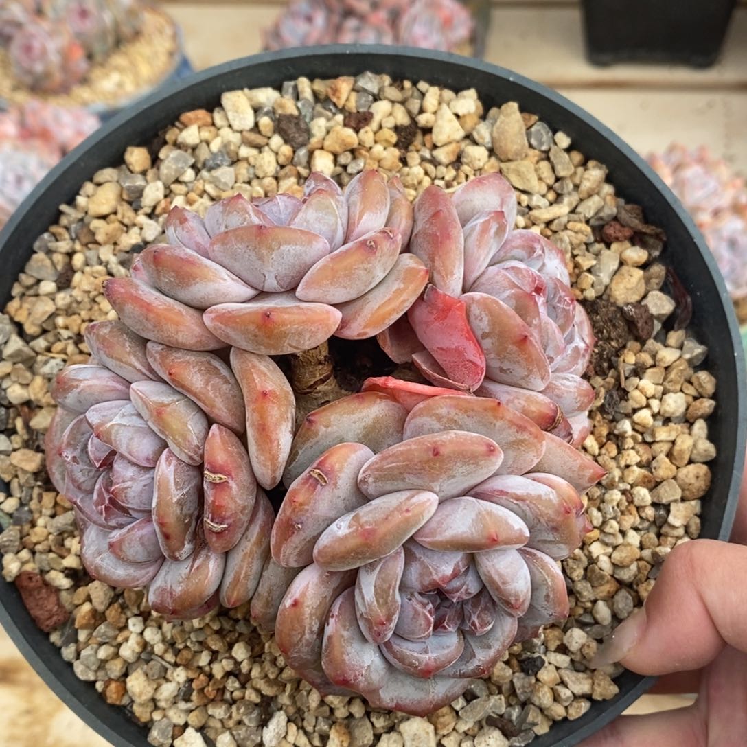 四头短圆肥大肥包子