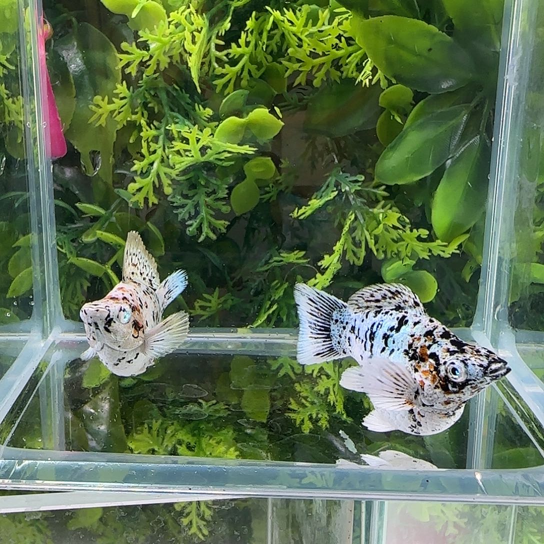 孔雀鱼钻石玛丽五彩牛一对