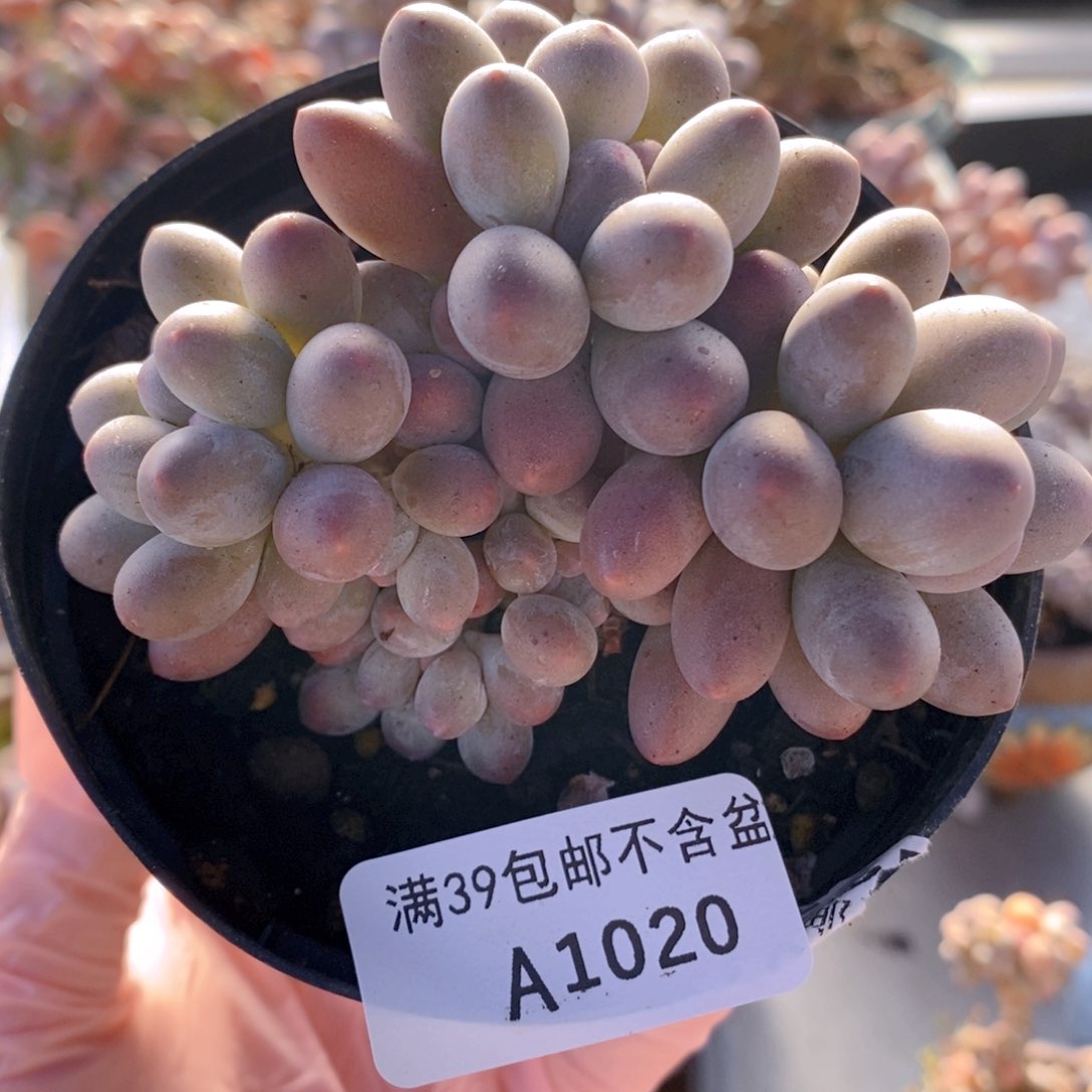 汤圆9cm1020多肉植物
