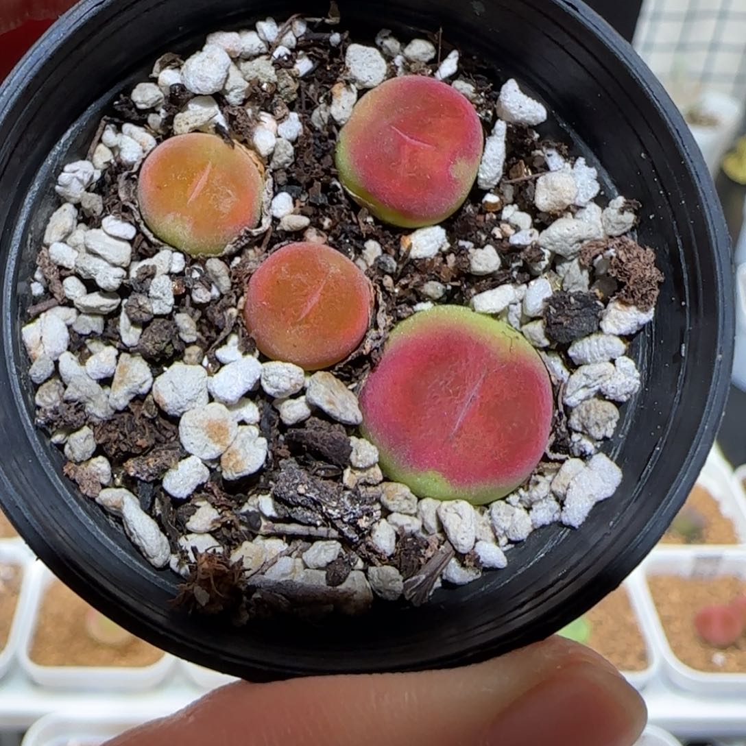 微木园艺多肉-1365