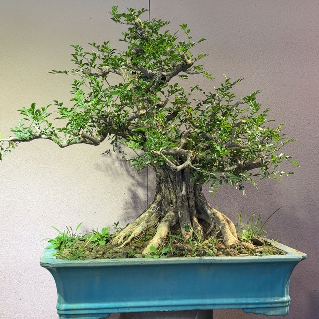 用***0无花朵九里香盆景一物一拍