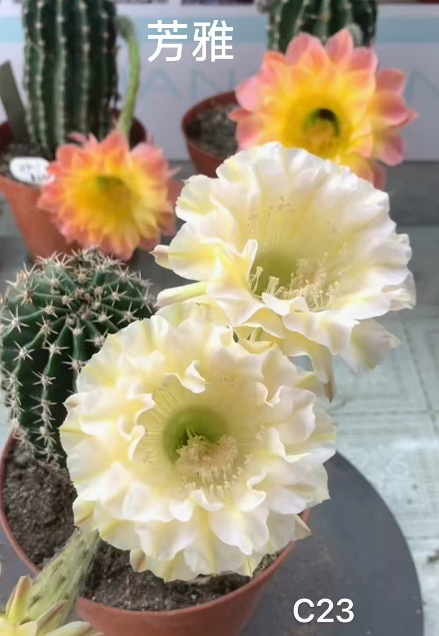 彩，芳雅，侧芽，环境不同花色花型颜色深浅不同属于正常，介意勿拍！