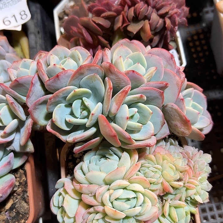 H***e幸运的是我还在幸运