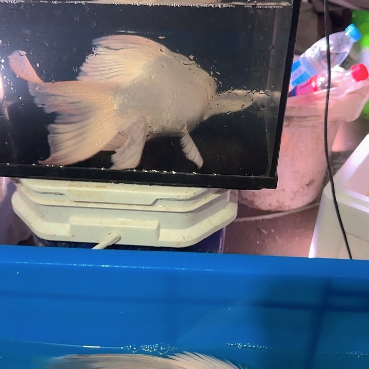 海水鱼蝴蝶鲤包邮100