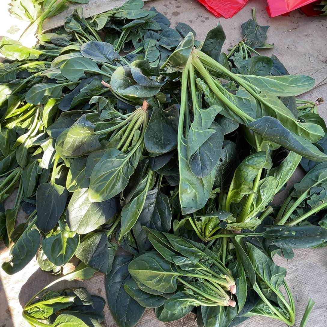 中国大陆农民自种的红根菠菜厚重的三斤