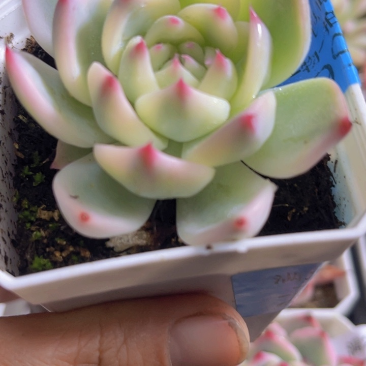 吉娃娃锦多肉植物299