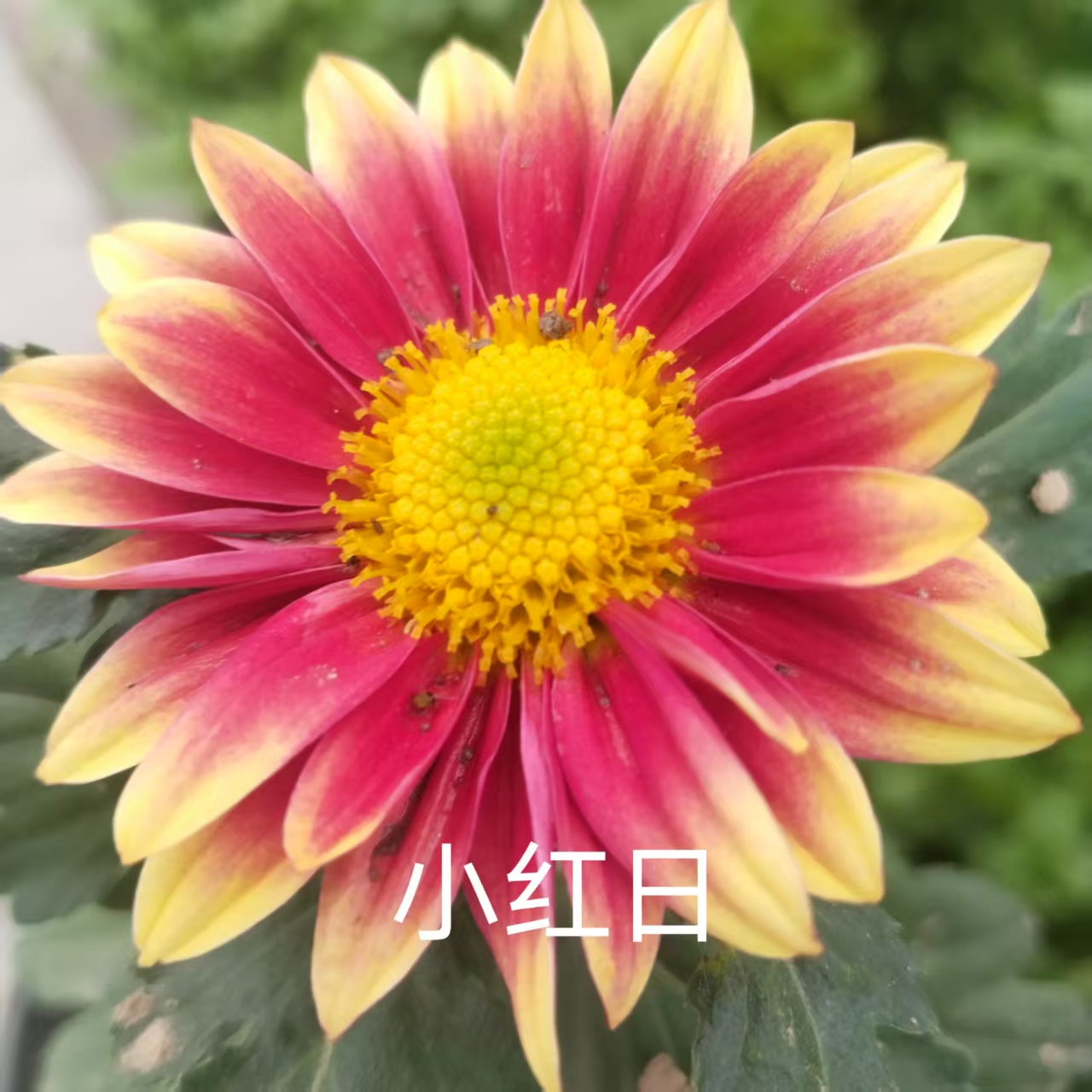 小花品种，2棵小红日，菊花小苗，
