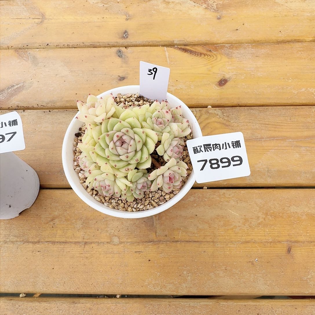 壹*多肉植物麦秆7899