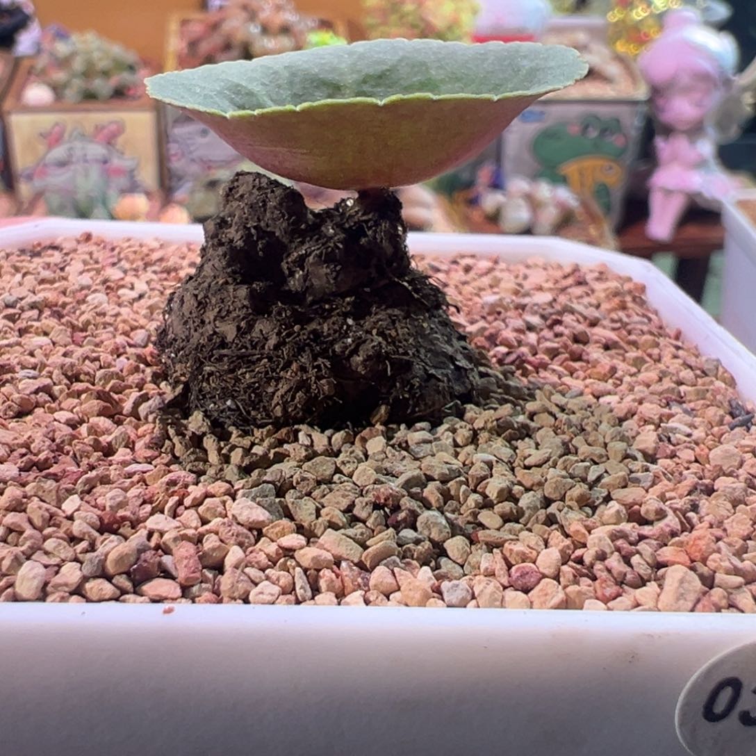 0367，小雨伞，块根植物