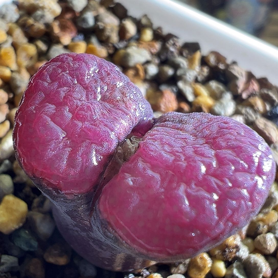 308# 赤焰杂交 红风铃