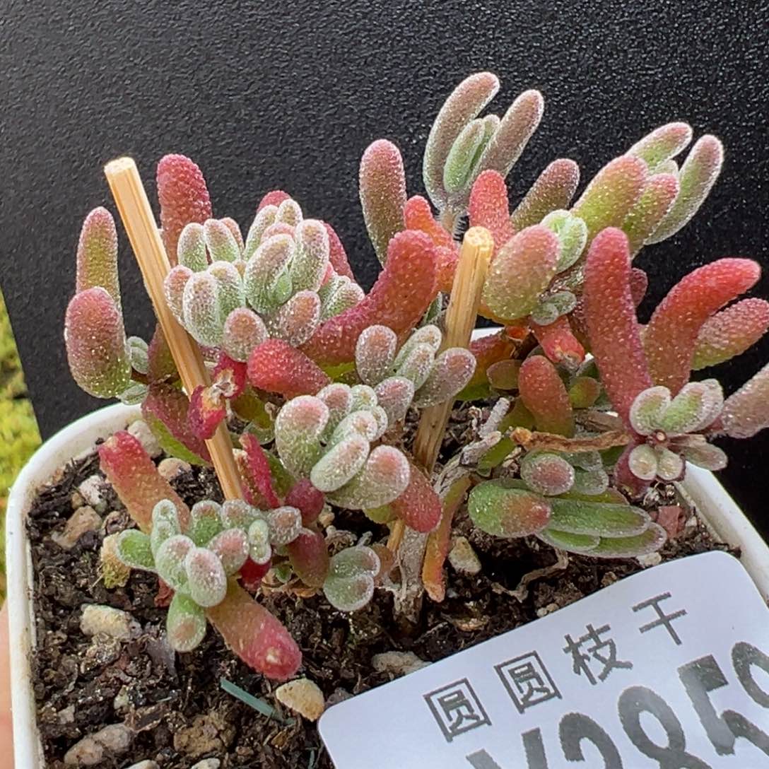 茉***dy3858荔枝糯米糍冠幅4.5cm