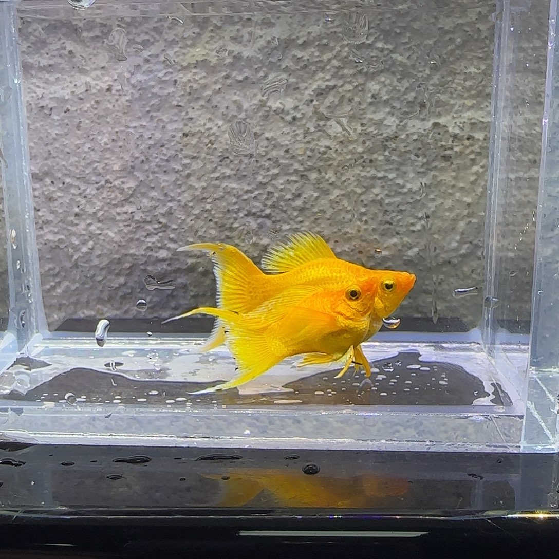 黑玛丽鱼黄金玛丽。72号