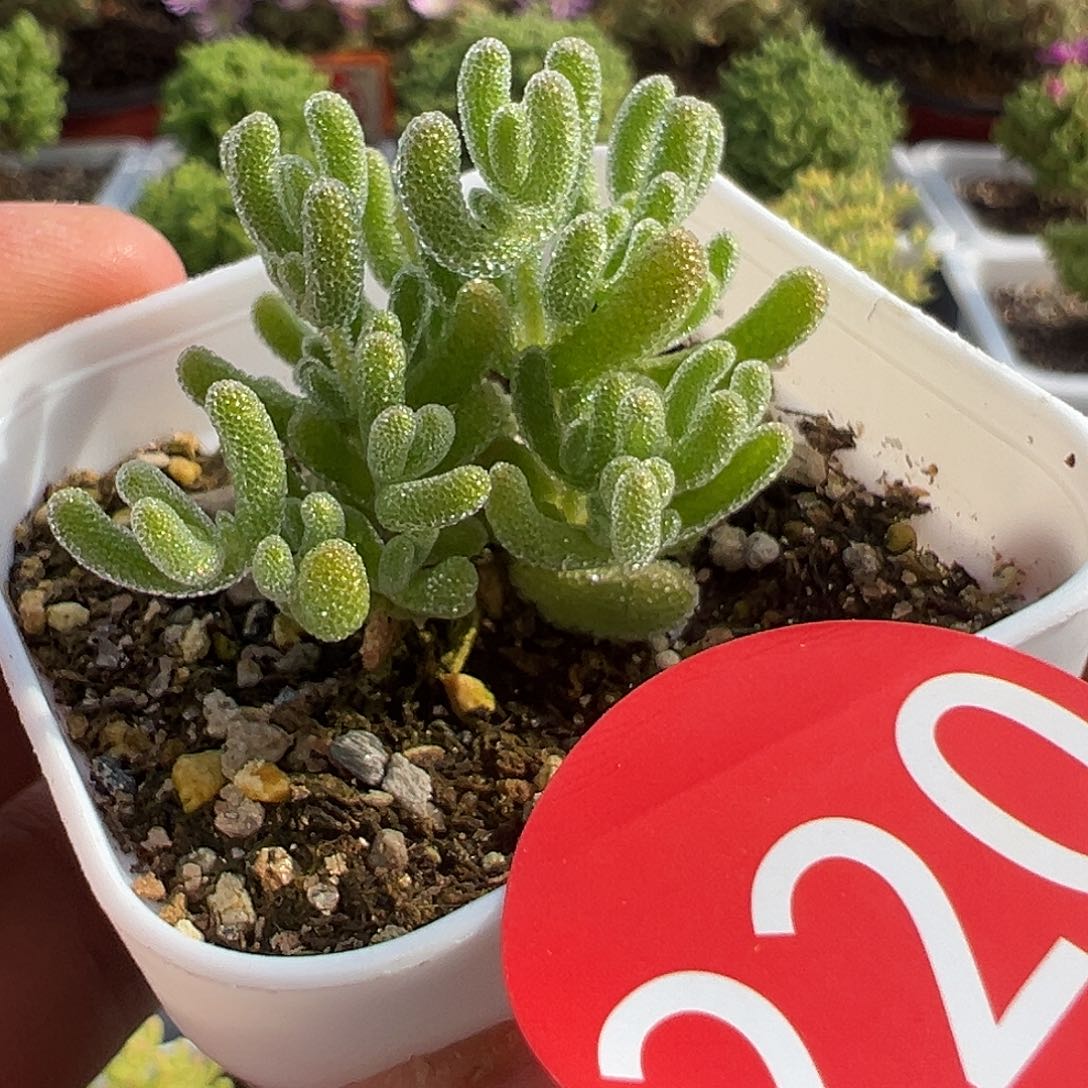 4.20黄体冰晶多肉植物220