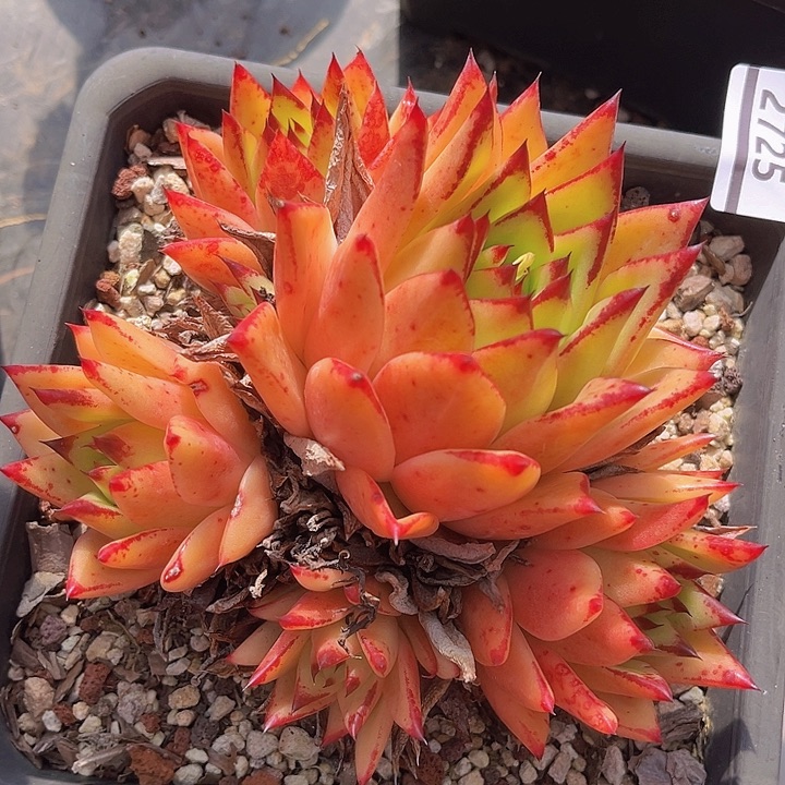 橙乌木2725多肉植物