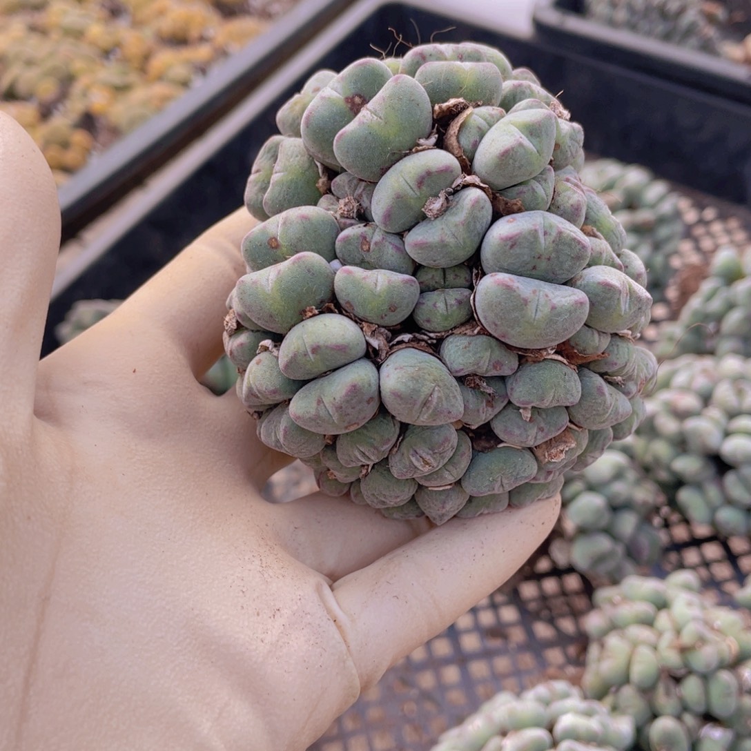 一颗口笛88888888888