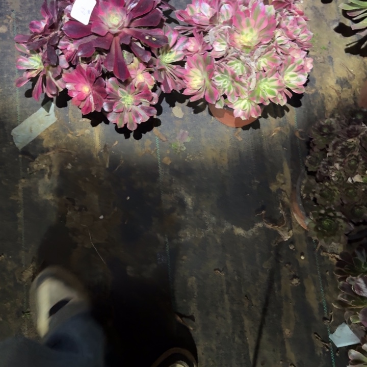 姐***起一单包邮不包侧枝68