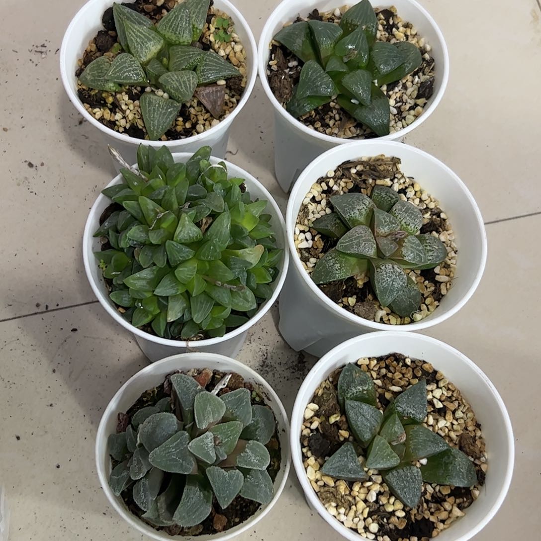 脱土带伤无根十二卷多肉