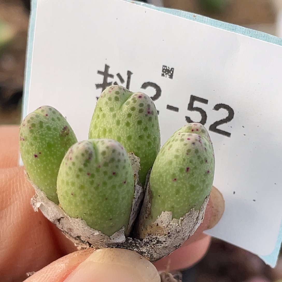 2-52草莓斑马肉锥