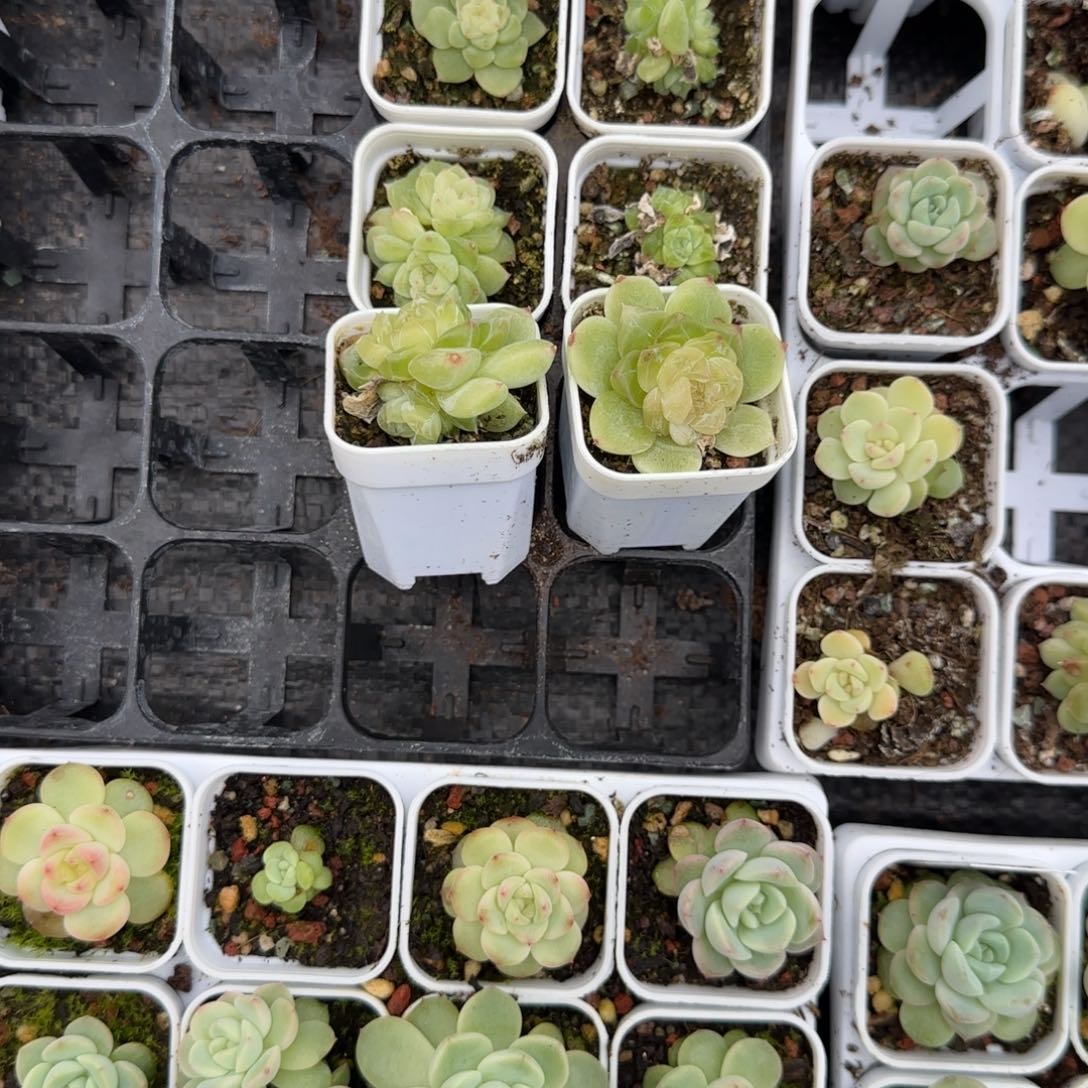 泼天盆1个5床满25包邮