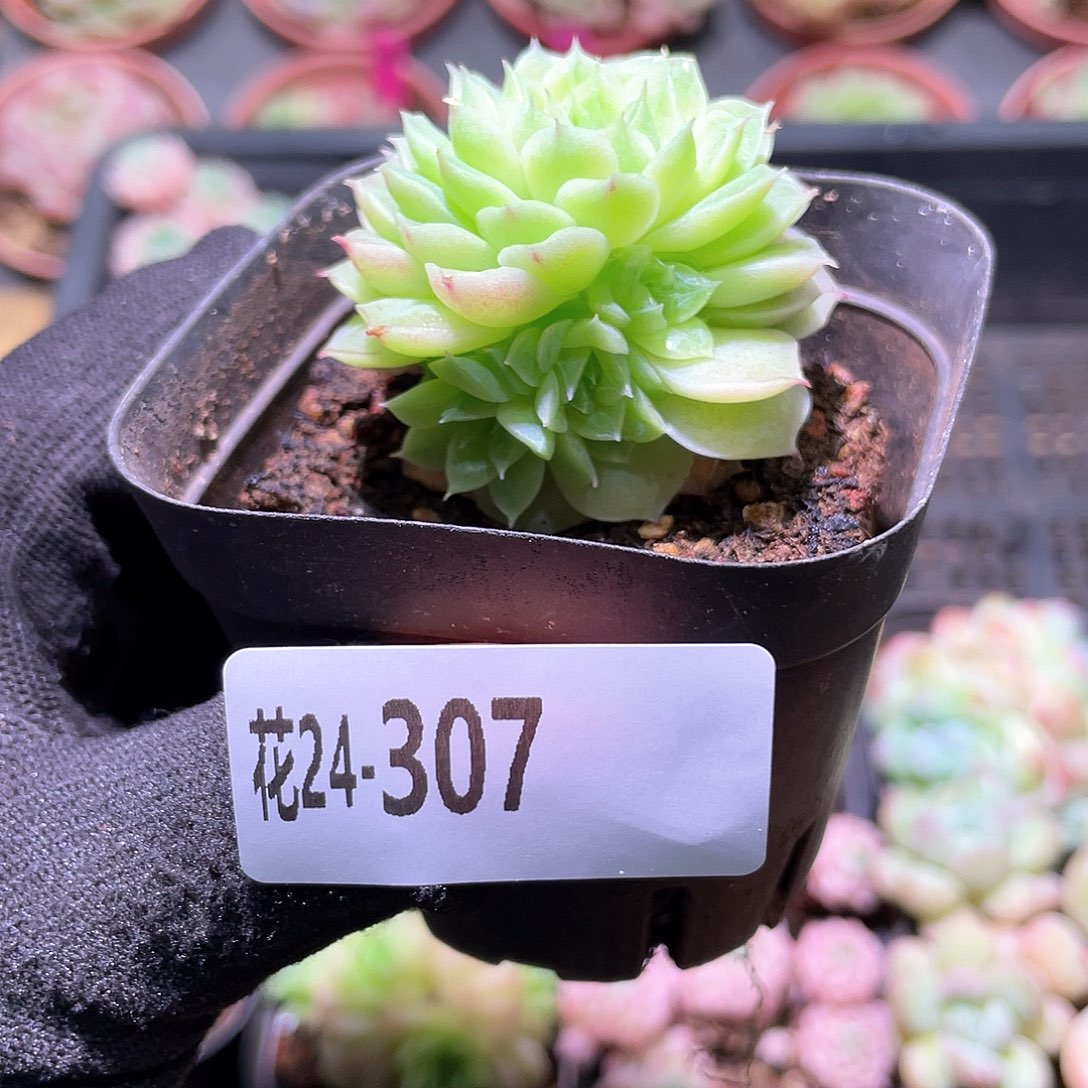 花利美24-307麦秆