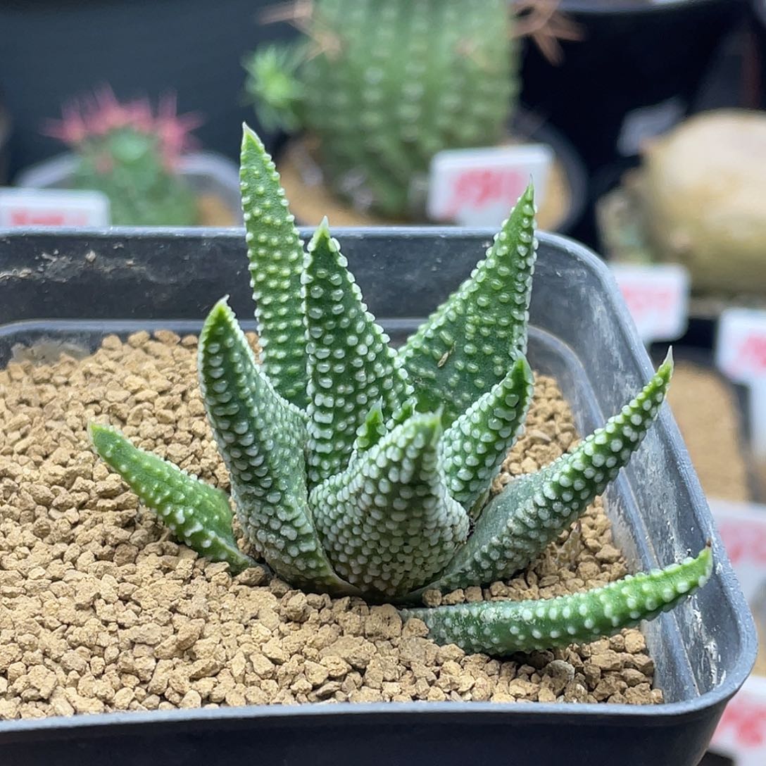 实生地上星钱型密尤 致远多肉