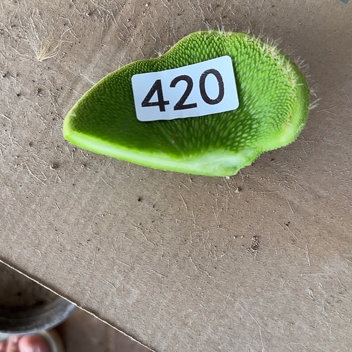 实***银无花朵青蛇缀头420