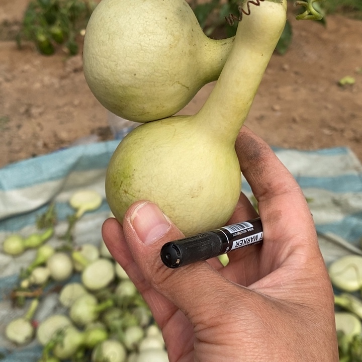 乖*女八宝双胞胎葫芦青皮