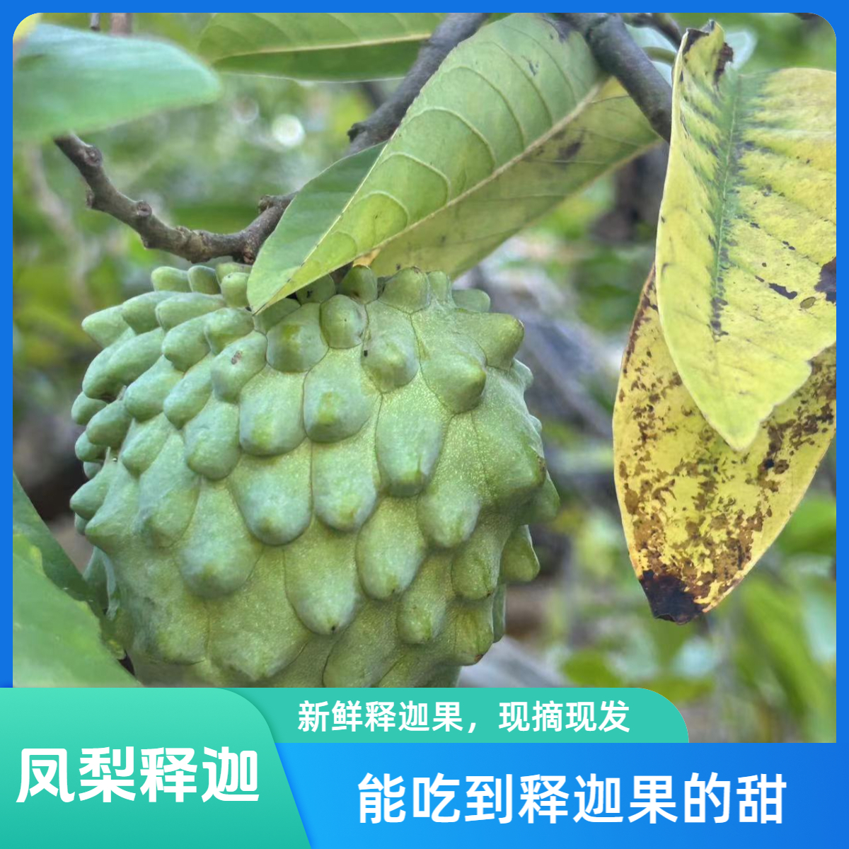 凤梨牛奶释迦果冰激凌新鲜水果摩尼果佛头