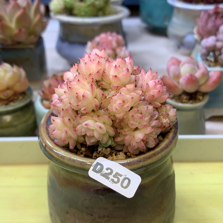 D250一物一拍带盆