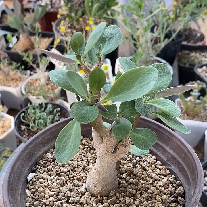 860美尻厚敦菊带盆一一一一