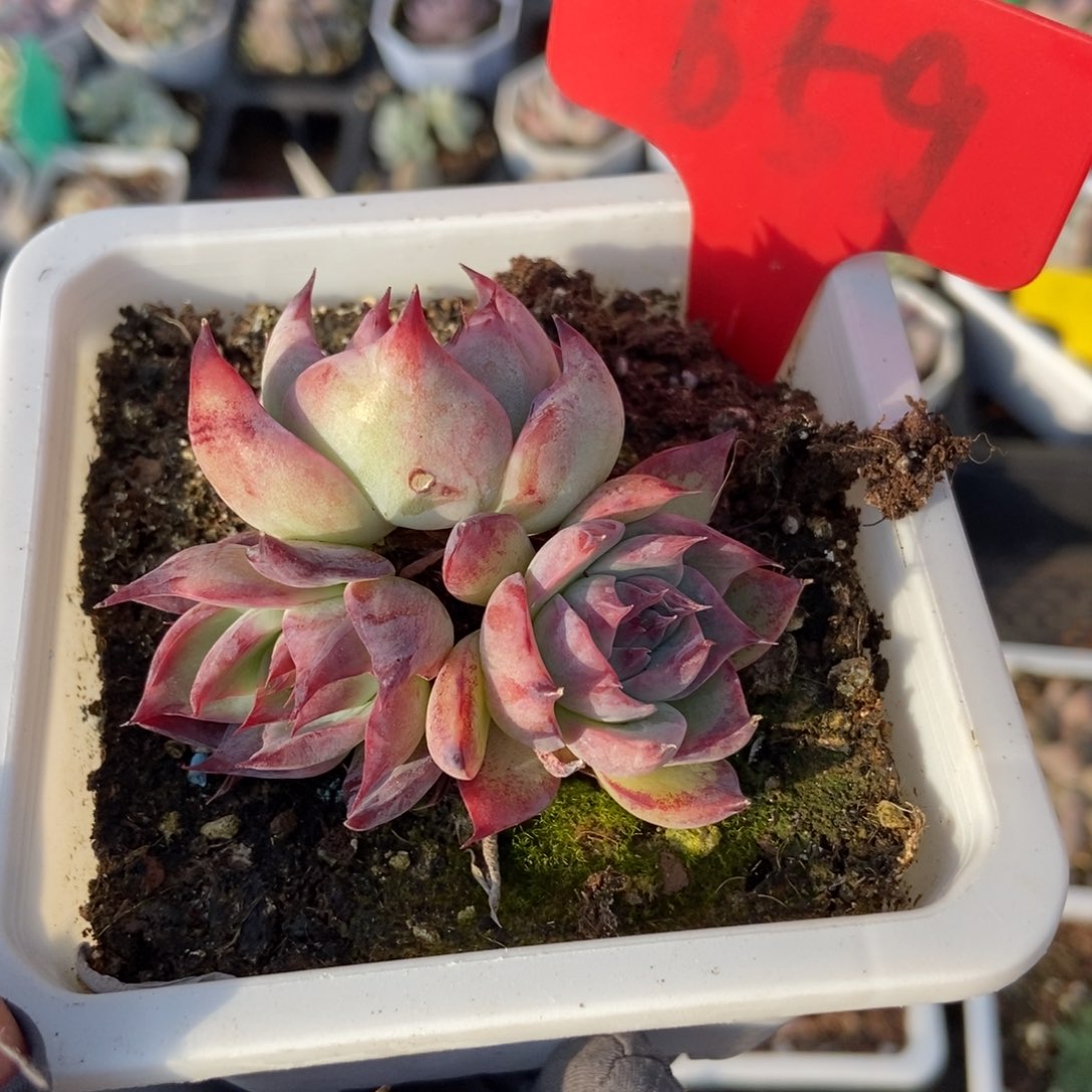 659惊鸿仙子多肉植物保护