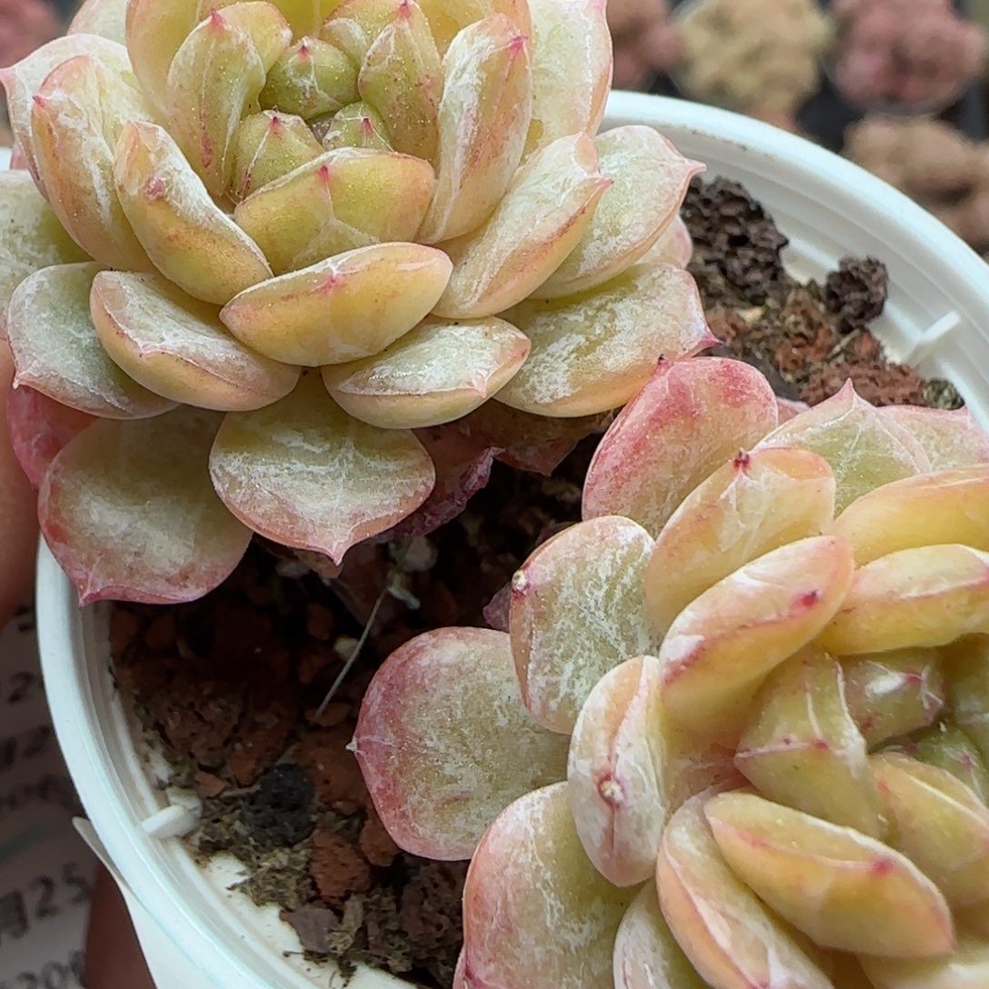 花语逸镜0225-170