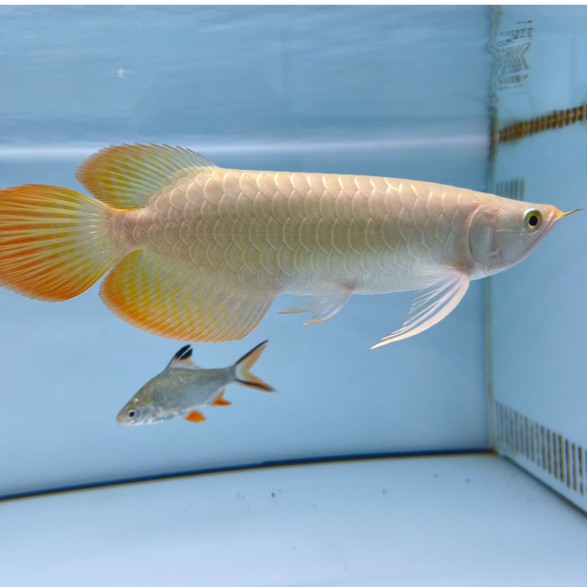 纯血印尼红龙幼苗定金链接（拍下改价）