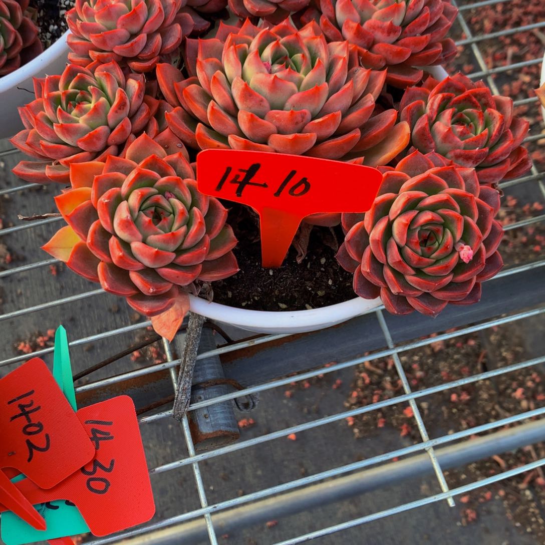 1410-20-45一物一拍