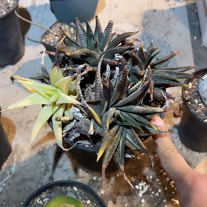 满38包邮2天凑单，脱土晾根发货多肉植物